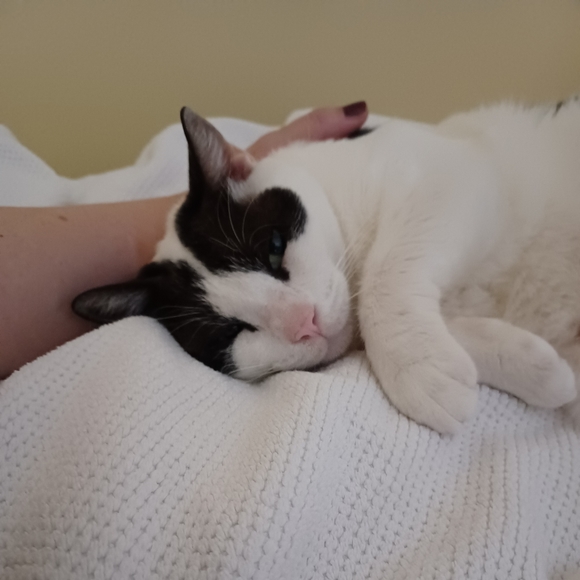 Meet your Posher, Komedianne - Picture 3 of 4